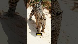 ¡Perros Enfrentas a un Jaguar perros vs jaguar animalessalvajes [upl. by Mojgan]