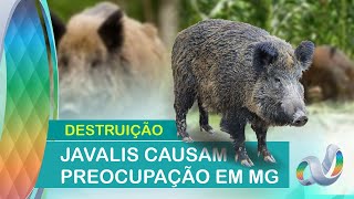 Invasão de javalis na zona rural de Capinópolis é tema de reportagem de tv [upl. by Yenaffit540]