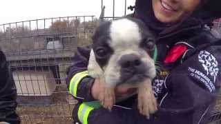 100 Animals Rescued from Puppy Mill and Cruelty Situation [upl. by Server138]