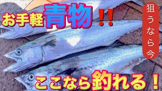 お手軽青物釣り❗️狙うなら今がチャンス‼️ライトショアジギング 北九州釣り サゴシ [upl. by Rilda293]