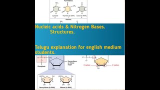 Nucleic acids amp nitrogen Bases nucleotides nucleosides structures  Irshitas Biology [upl. by Iliam]