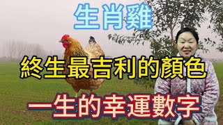 生肖屬相雞！屬雞人終身最吉利的顏色！生肖屬雞人一生的幸運數字！本期視頻講述生肖雞！生肖 風水 財運 佛教 [upl. by Ynamrej]