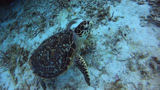 Cozumel Snorkeling Tour Palancar Columbia and Cielo Beach [upl. by Yauqaj]