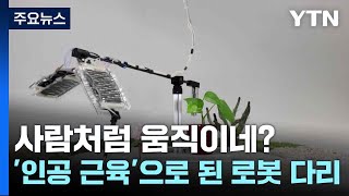 사람처럼 움직이네인공 근육으로 된 로봇 다리  YTN [upl. by Fu]