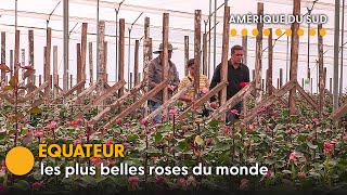 Ces français qui vont jusquà la Cordillère des Andes pour cueillir des roses [upl. by Dianuj199]