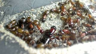 Amazing Random Scenes of a Hibernating Camponotus noveboracensis Colony HD  Part 1 [upl. by Paquito55]