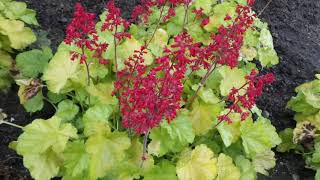 Coral Bells DOLCE® APPLETINI HEUCHERA  wwwgardencrossingscom [upl. by Connel]