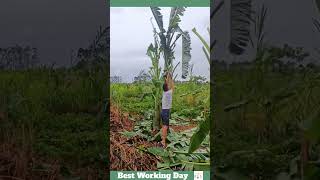 Best working day 1663 The process of cutting the leaves of a banana tree [upl. by Byers]