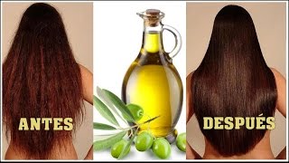 Repara tu cabello dañado con ACEITE DE OLIVA VIRGEN EXTRA [upl. by Shane416]