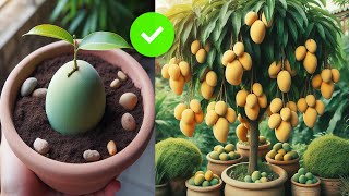 Wow wonderfull Good Skills​​​Grafting mango tree that get the Biggest fruit [upl. by Hujsak]