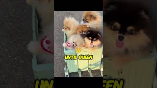 From Sled Dogs to Lap Dogs The Evolution of Pomeranians petfacts shortsviral [upl. by Akeemat307]