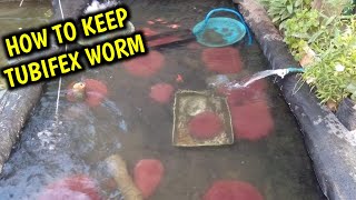 how to keep tubifex worm at home  Tubifex worm care [upl. by Rufena798]