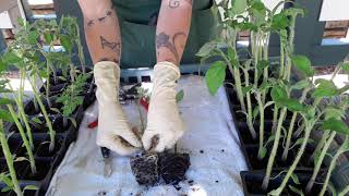 Splice Grafting Tomatoes [upl. by Sewole]