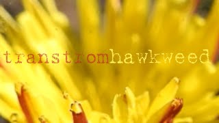 Hawkweed oxtongue  golden grail [upl. by Aihsenat]