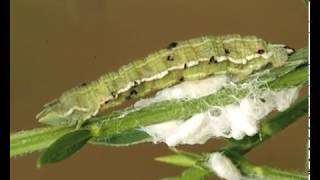 Zombie caterpillar controlled by voodoo wasps [upl. by Adnim]