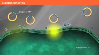 The Mechanism of Transformation with Competent Cells [upl. by Aniratac]