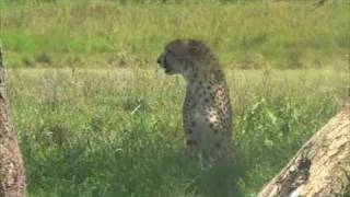 Serengeti safari Tanzania [upl. by Hairym730]