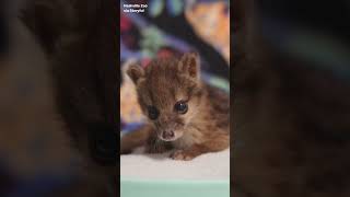 Nashville Zoo Celebrates Conservation Win After Birth of Fifth Rare Fanaloka [upl. by Oika]