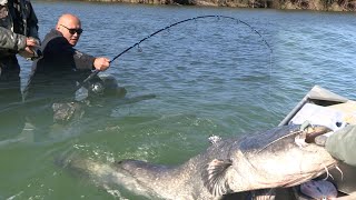 Pecanje velikih somova  Španija reka Ebro 2  Fishing big catfish in Spain river Ebro [upl. by Cesaro76]