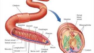 Phylum Annelida [upl. by Enimrej943]