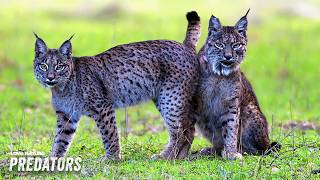 The Predators Among Flowers  Dehesa Forest Of The Iberian Lynx 101 [upl. by Bradstreet608]