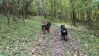 Good morning nature with rottie and pitt [upl. by Lein]