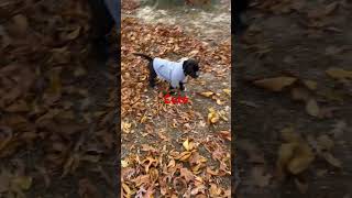 Puppy usa shortvideo funny doglover dog [upl. by Crissy]