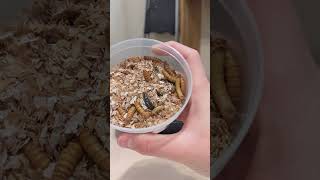 Setting Up a Mealworm Farm [upl. by Harlene]