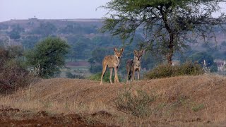 A Reign at Risk The Indian Grey Wolf and the Grasslands of Saswad [upl. by Matthaeus]