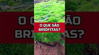 O QUE É UMA PLANTA BRIÓFITA horta biologia plantas [upl. by Nayve]