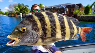 The BARNACLE Eating Fish… Big Sheepshead Catch Clean Cook [upl. by Phonsa325]