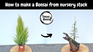 How to make Bonsai from Nursery Stock lemon cypress wilma [upl. by Fawn896]