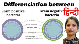 Differentiation between Gram Positive and Gram Negative Bacteria in Hindi [upl. by Tremml]