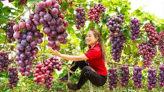 Harvesting Seedless Grape Garden  Make Sugar Soaked Grapes Goes to market sell  Lý Thị Hoa [upl. by Erodeht192]