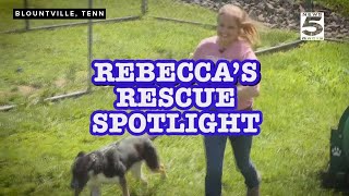 Rebeccas Rescue Spotlight Bridge Home NoKill Animal Rescue [upl. by Hodge216]