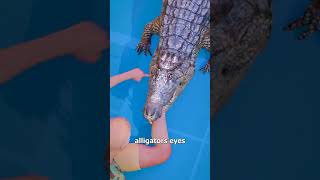 How to escape an alligator death roll 🎞️ Zack D Films [upl. by Netty180]