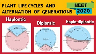 Alternation of generation in Plants NEET 2020  Haplontic Diplontic amp Haplo Diplontic Life Cycle [upl. by Geilich]