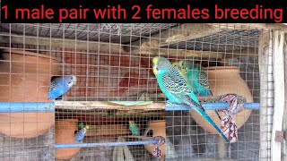 1 Budgies Male Pair With 2 Females  Budgies Breeding Progress  AKs Birds House [upl. by Eidassac552]