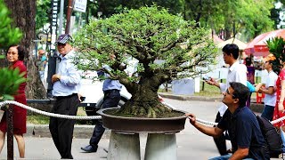 Taiwanese Bonsai  Vietnamese Bonsai Exhibition [upl. by Livy]