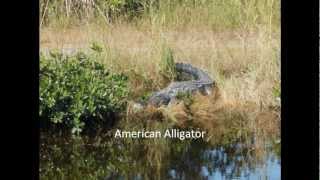 American Crocodile Vs American Alligator [upl. by Behlau]