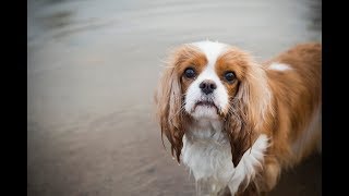 Syringomyelia symptoms in Cavalier King Charles Spaniel Air licking [upl. by Beaston]