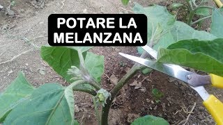 POTARE LA MELANZANA [upl. by Nohpets]