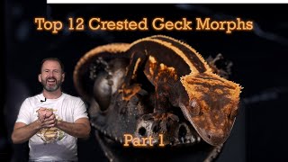 Top 12 Crested Gecko Morphs 2024 Part 1 [upl. by Wolfram]