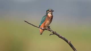 Kingfisher juvenile fishing on the Norfolk marshes [upl. by Nimaj725]