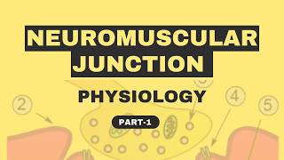 Neuromuscular Junction Physiology [upl. by Snevets]