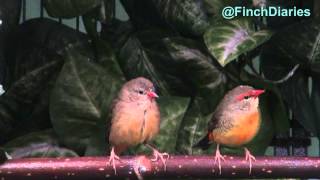 Finch Diaries  Gold Breasted Waxbill Finches Male and Female Feb 1 2015 [upl. by Sirrap107]