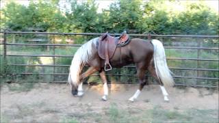 Golden Bronze Palomino Tennessee Walking Horse Stallion [upl. by Haniraz639]