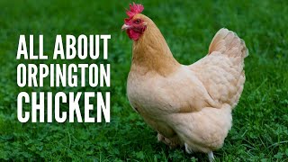 Orpington Chickens Breed Profile Facts and Care [upl. by Rox184]