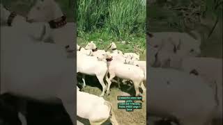 12 beautiful white tapri goats 1 male and 11 femalesPutha 34000 cargo k ilawa goatforsale foryou [upl. by Semyaj]