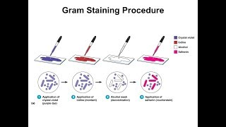 GRAM STAINING [upl. by Aurel]